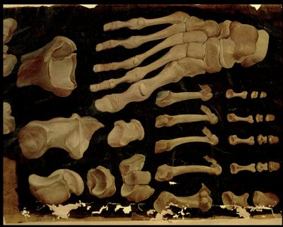 Anatomische Zeichnung der Fußknochen von Hieronymus Fabricius ab Aquapendente